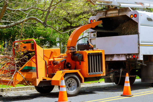 Best Arborist Consultation Services  in Glennville, GA